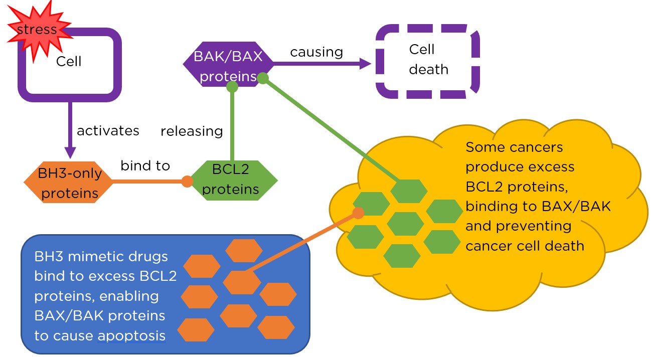 BH3 mimetic drugs binding to excess BLC2 proteins to enable cell death