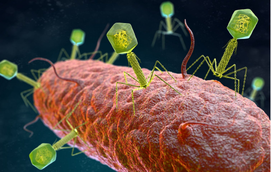 Bacteriophages attacking a bacterium