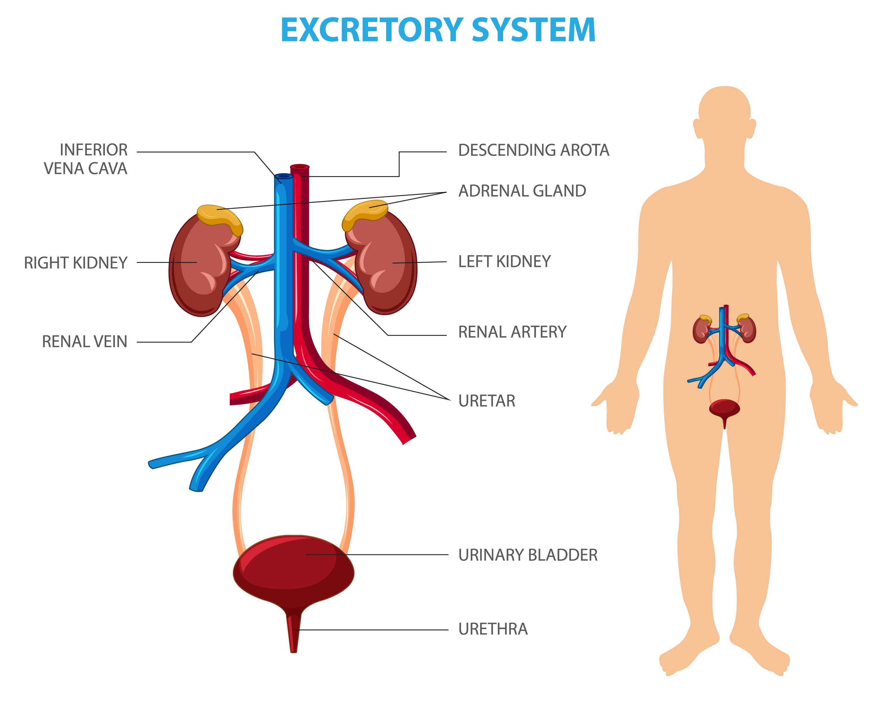 Diagram of the urinary system, including renal veins and arteries, kidneys, ureter, bladder and urethra