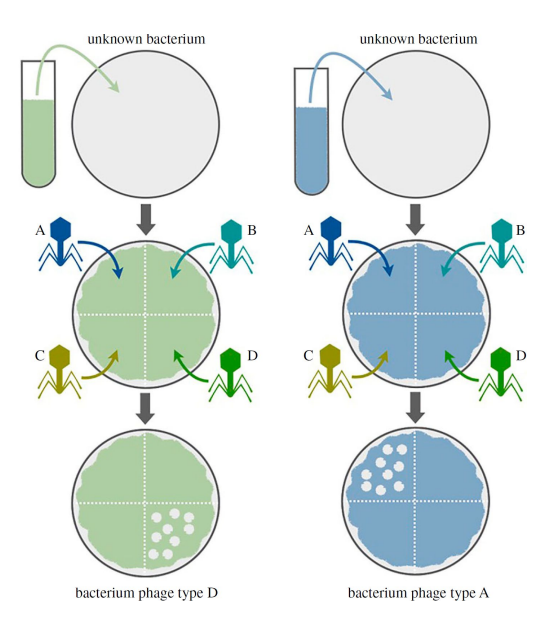 Phage typing involves creating a ‘lawn’ of an unknown bacteria then introducing known types of phages to different areas of the lawn, to see which type the bacteria are vulnerable to.