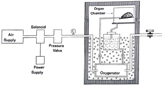 Diagram of a kidney preservation mechanism developed by researchers at the University of Queensland