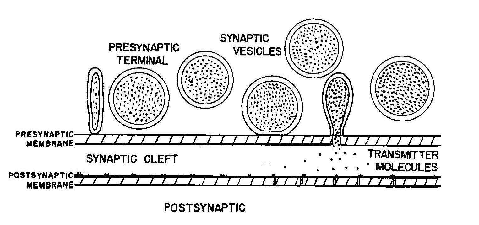 A hand-drawn diagram showing synaptic vesicles and the synaptic cleft, extracted from John Eccles’ 1963 Nobel Prize lecture.