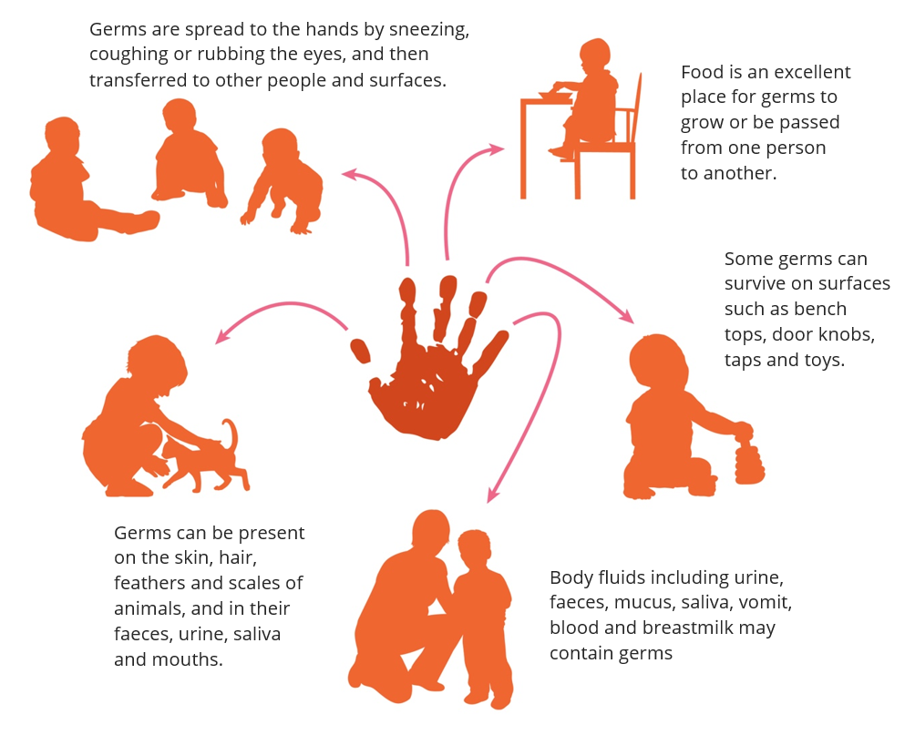 Figure showing how hands can spread infection. Germs are spread to the hands by sneezing, coughing or rubbing the eyes, and then transferred to other people and surfaces. Food is an excellent place for germs to grow or be passed from one person to another. Some germs can survive on surfaces such as bench tops, door knobs, taps and toys. Body fluids including urine, faeces, mucus, saliva, vomit, blood and breastmilk may contain germs. Germs can be present on the skin, hair, feathers and scales of animals, and in their faeces, urine, saliva and mouths.