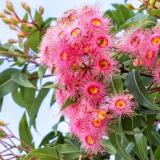 Decorative image - gum tree flowers