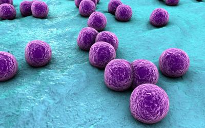 Staphylococcus aureus