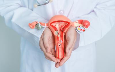 Uterus model